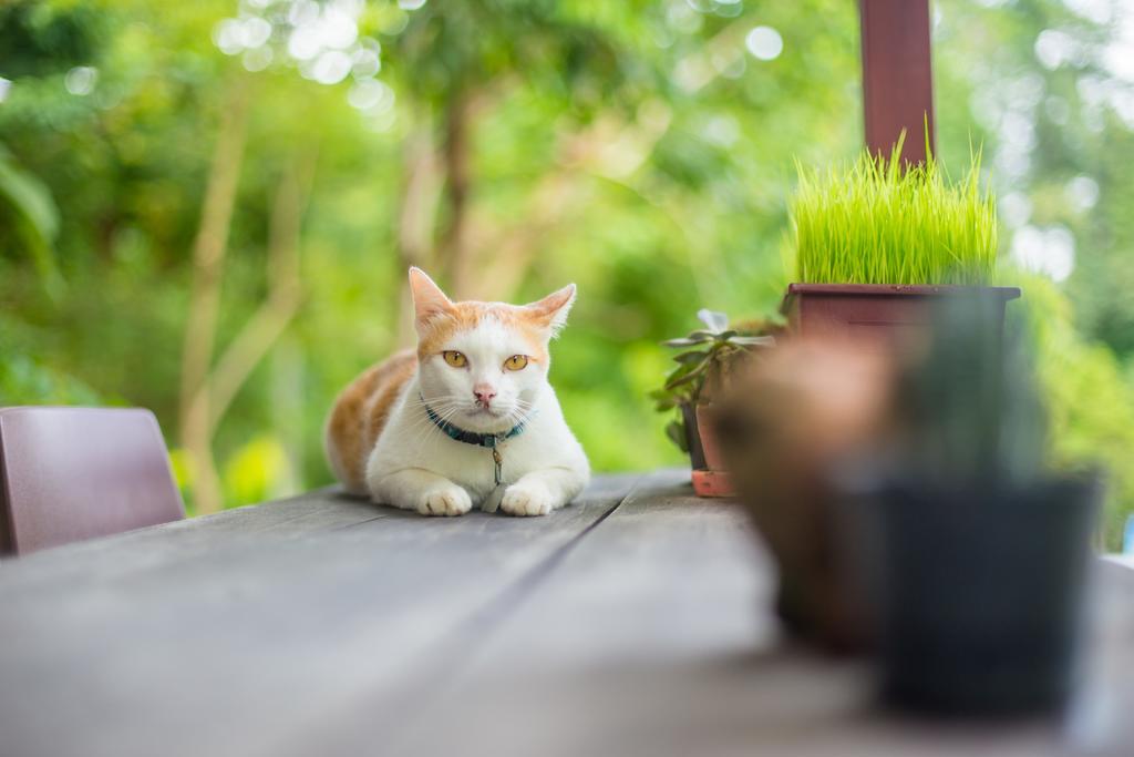 Baan Kati Sod Hotel Pai Bagian luar foto